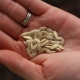 Preparazione dei semi di cetriolo per la semina