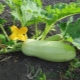 Piantare zucchine in piena terra
