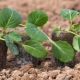 Planter du chou en pleine terre avec des semis