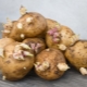 Kartoffeln mit Augen pflanzen