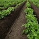 Planter des pommes de terre en rayons