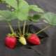 在黑色覆盖材料上种植草莓 