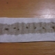 Výsadba semen mrkve na toaletní papír