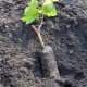 Planter des raisins en pleine terre au printemps