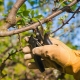 Rules and scheme for pruning an old apple tree