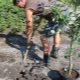 Regler og ordning for plantning af æbletræer om foråret