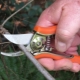 Rules and technology for pruning felt cherry