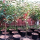 Regler og teknologi for plantning af kirsebær om foråret