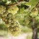 Regler og teknologi for podning af druer om foråret