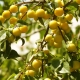 Règles de plantation des prunes cerises