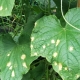 Oorzaken van het verschijnen van vlekken op de bladeren van komkommers en hun behandeling