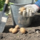 Dimensione della patata per la semina
