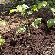 Voortplanting van frambozen door stekken in de herfst