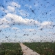 Varietà di moscerini e la lotta contro di loro