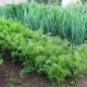 Next to what can you plant dill?
