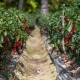 Hvad kan du plante peberfrugter med i den samme have?