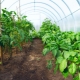 Hvad kan man plante peber med i et drivhus?