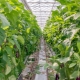 Med hvad skal man plante auberginer i drivhuset?