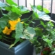 Secretos del cultivo de calabacín en el balcón.