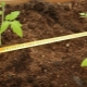 Schéma a pravidla pro výsadbu rajčat ve skleníku