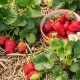 Patronen voor het planten van aardbeien