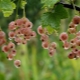 Sorten und Anbau von rosa Johannisbeeren