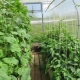 Kompatibilita paprik a okurek ve stejném skleníku a jejich výsadba