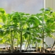 Tomatplantningsdatoer i februar