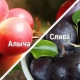 Qual è la differenza tra prugna ciliegia e prugna?