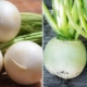Hvad er forskellen mellem majroer og radiser?