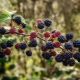 What is the difference between mulberry and blackberry?