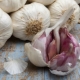 Qual è la differenza tra l'aglio primaverile e quello invernale?