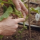 Opzioni per la formazione di cetrioli in campo aperto