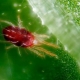 Tipos de arañas rojas y opciones de control de plagas