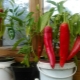 Alles wat je moet weten over het kweken van hete pepers