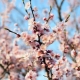 All about apricot flowering