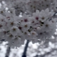 All about cherry blossoms