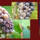 Alles over Horus-fungicide voor druiven