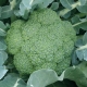 Alt om broccoli Green Magic F1