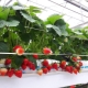 All about hydroponic strawberries