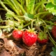 Alles über das Mulchen von Erdbeeren