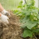 All About Mulching Cucumbers