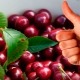 All about fruiting cherries
