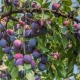 Tout sur la fructification des prunes