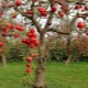Alles über fruchtende Apfelbäume