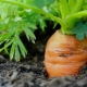 Todo sobre plantar zanahorias en mayo.