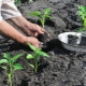 Alt om at plante peberfrugter i åben jord