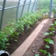 所有关于在温室里种植辣椒