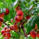 All about planting peaches