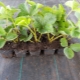 All about strawberry and strawberry seedlings
